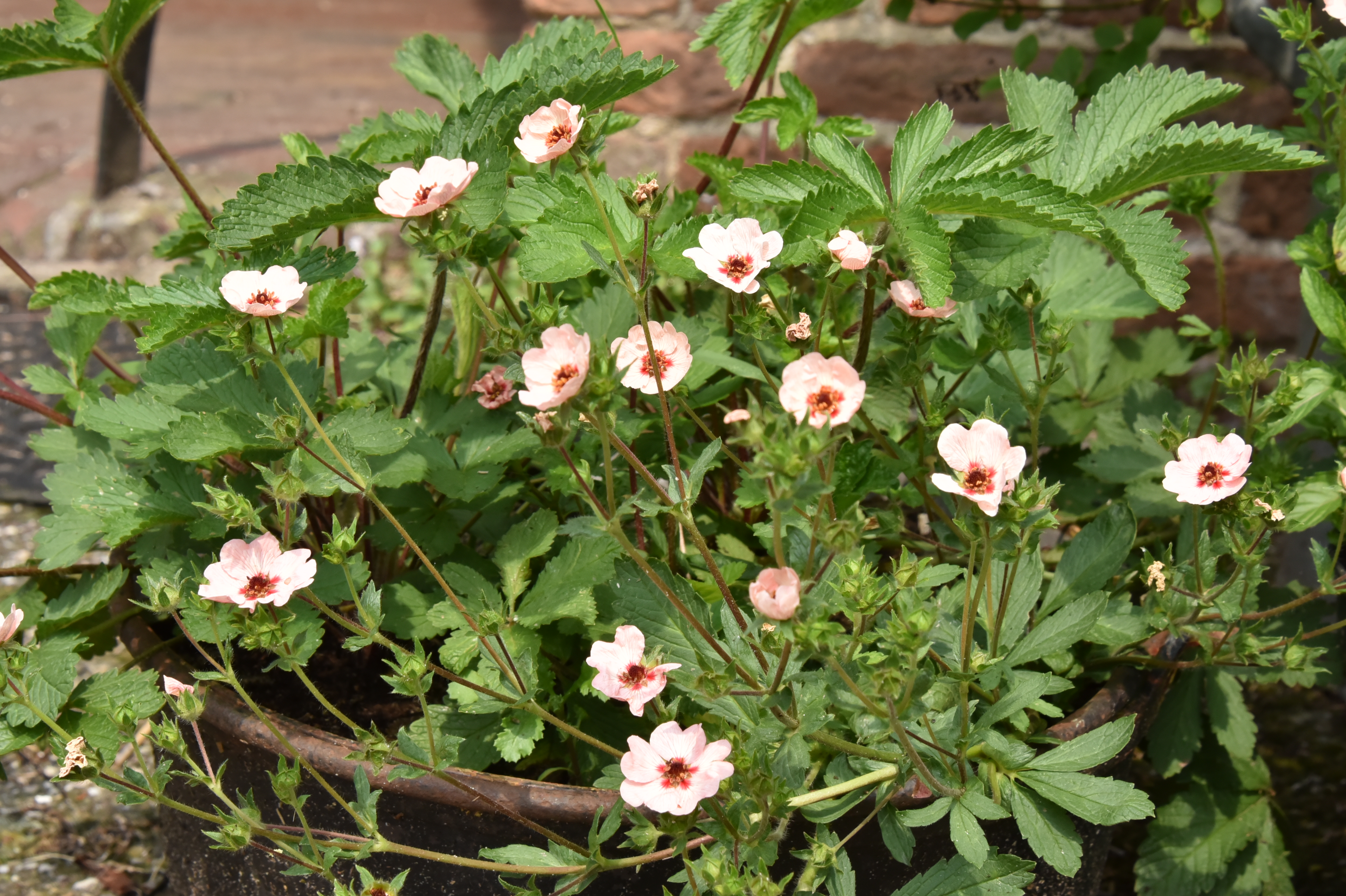 Potentilla x hopwoodiana bestellen